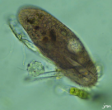 Cilié hypotriche
